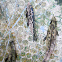 artwork of trout in a stream